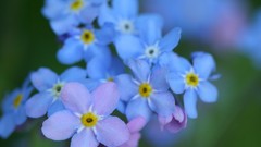Flowers blue flowers Forget-me-nots