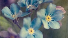 Flowers blue flowers Forget-me-nots