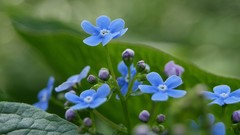 Flowers blue flowers Forget-me-nots