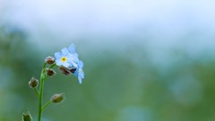Flowers blue flowers Forget-me-nots