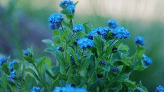 Flowers blue flowers Forget-me-nots