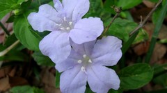 Flowers blue flowers wildlife
