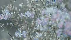 Flowers blue periwinkles