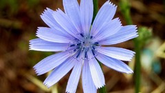 Flowers blue Wildflowers blue flowers
