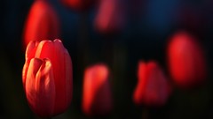 Flowers Blur tulips red flowers