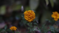 Flowers Blur yellow flowers