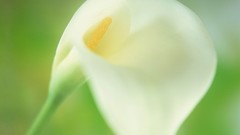 Flowers blurred Lilies white