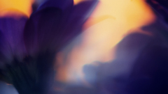 Flowers blurred purple flowers