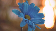 Flowers bokeh blue flowers