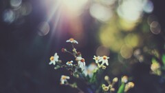 Flowers bokeh chamomile Plants