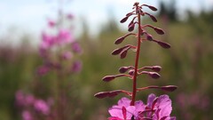 Flowers bokeh nature