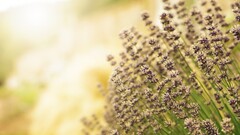 Flowers bokeh Plants outdoors