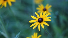 Flowers bokeh yellow flowers