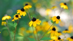 Flowers bokeh yellow flowers coneflowers