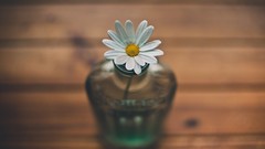 Flowers bottles depth of field