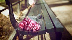 Flowers bouquet bench pink flowers