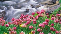 Flowers boy Colorado clover