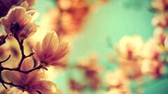 Flowers branch Plants