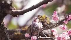 Flowers branches Birds pink flowers