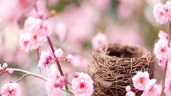 Flowers branches pink nest