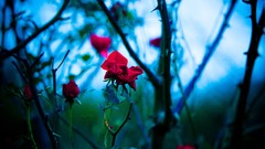 Flowers branches roses Plants bokeh thorns red flowers depth of 