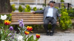 Flowers branches tulips