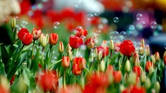 Flowers bubbles tulips
