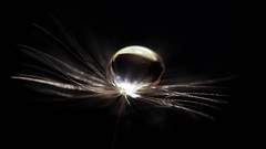 Flowers bubbles water drops