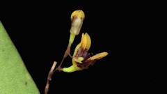 Flowers buds Orchids