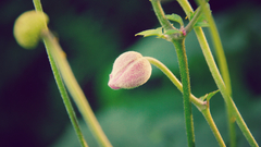 Flowers buds Orchids flower