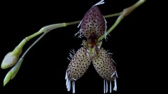 Flowers buds Orchids Spotted