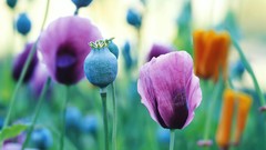 Flowers buds Poppies