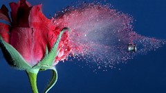 Flowers bullets roses projectiles