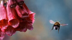Flowers bumblebees bees dew insect water drops nature Animals