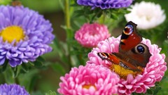 Flowers Butterflies