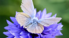 Flowers Butterflies blue flowers