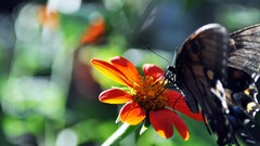 Flowers Butterflies blurred background