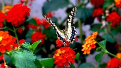 Flowers Butterflies blurred background