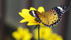 Flowers Butterflies butterfly wings