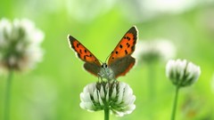 Flowers Butterflies Green white flowers