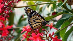 Flowers Butterflies insects