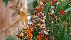 Flowers Butterflies insects