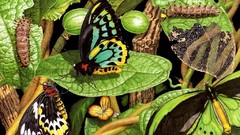 Flowers Butterflies insects