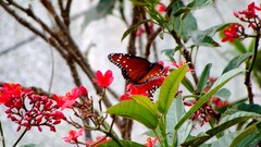 Flowers Butterflies insects