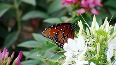 Flowers Butterflies insects