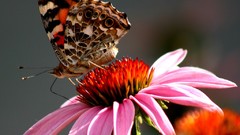 Flowers Butterflies insects