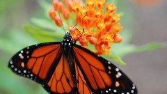 Flowers Butterflies insects