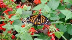 Flowers Butterflies insects