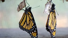 Flowers Butterflies insects