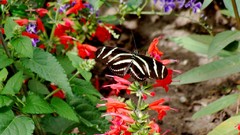 Flowers Butterflies insects